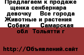 Предлагаем к продаже щенка сенбернара - девочку. - Все города Животные и растения » Собаки   . Самарская обл.,Тольятти г.